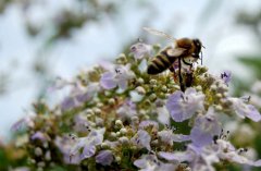 荆花蜂蜜野三坡特产之一
